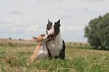 BULL TERRIER MINIATURE 049